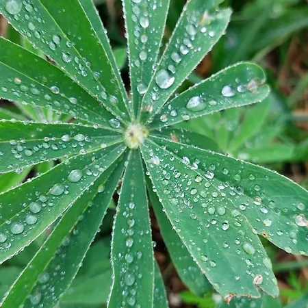 Apartman Haus Schallner *