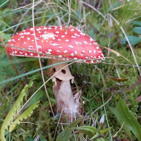 Haus Schallner * Sankt Gallenkirch