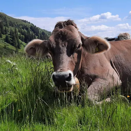 Apartamento Haus Schallner *