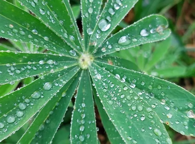 Apartment Haus Schallner *